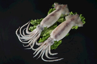 新鲜鱿鱼