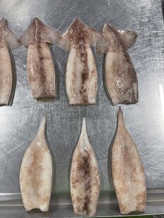 冷冻鱿鱼