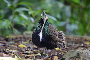 加里曼丹孔雀雉