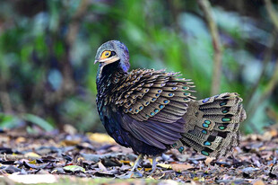 加里曼丹孔雀雉