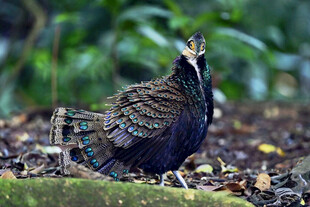 加里曼丹孔雀雉