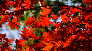 红枫叶