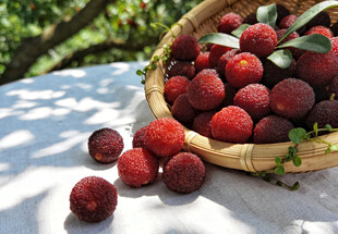 竹篮中的新鲜杨梅