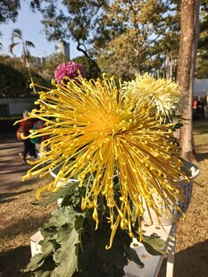 金黄绽放的绚丽菊花