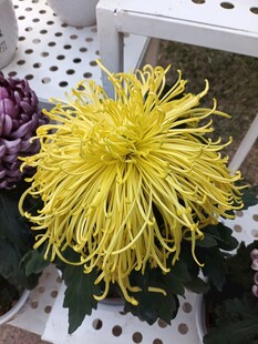 金黄丝状菊花绽放