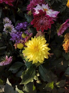 多彩大丽花绽放