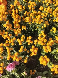 金黄果实点缀多彩花卉