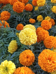 多彩万寿菊绽放美丽