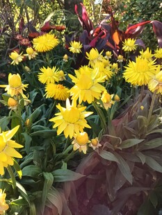 绽放的黄色菊花