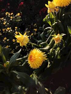 黄色花朵绽放生机