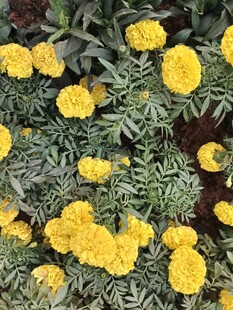 黄色万寿菊绽放