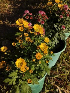 多彩盆栽菊花绽放