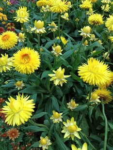 灿烂黄菊绽放生机