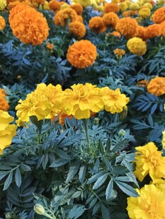 多彩万寿菊绽放