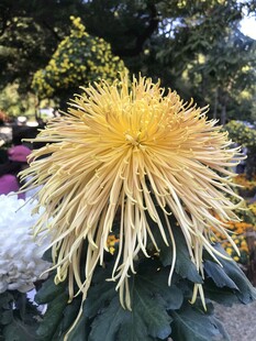 金黄丝状菊花绽放