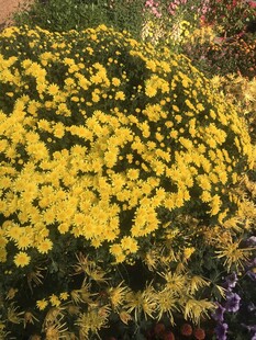 金黄菊花绽放美景