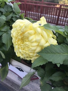 盛开的黄色大朵菊花