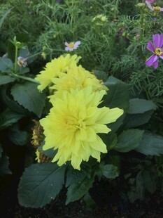 黄色大丽花绽放于绿植间