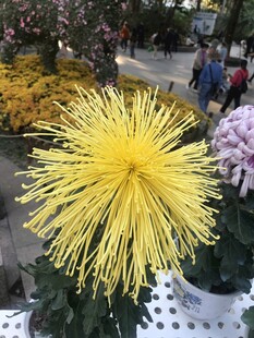 绽放的金黄菊花