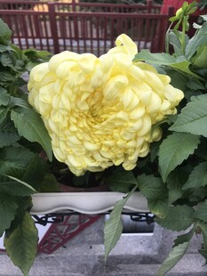 娇艳黄玫瑰绽放