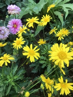 多彩花卉绽放生机