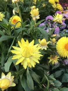 绽放的多彩菊花