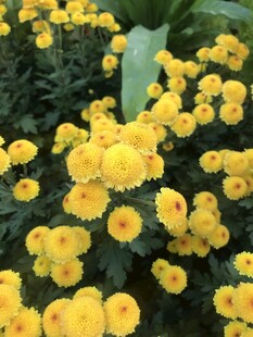 黄色小菊花绽放