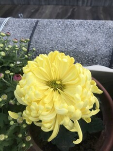 盆栽黄菊花绽放