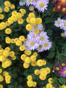 多彩花卉绽放生机