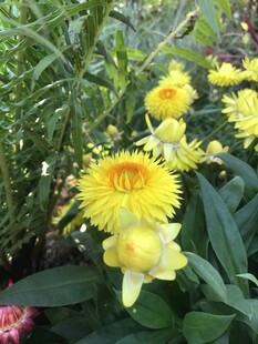 黄色花朵绽放于绿植间