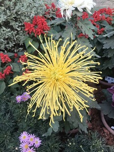 绽放的黄色菊花