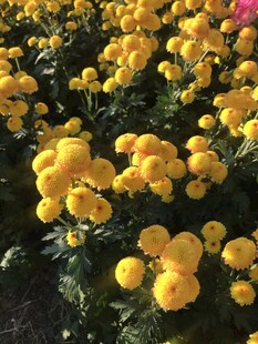 金黄菊花