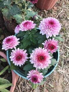 盆栽粉色雏菊