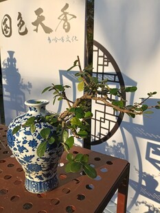 典雅瓷瓶与绿植景致