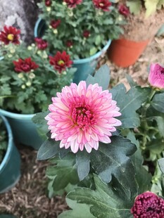 娇艳盆栽非洲菊绽放