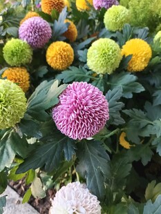 多彩乒乓菊绽放