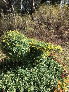 野外多彩绿植景观
