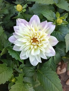 白色大丽花绽放