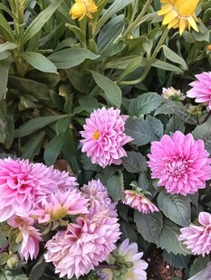 娇艳多彩花卉绽放