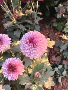 娇艳粉色菊花绽放