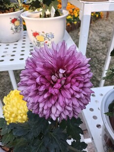 艳丽紫菊与黄菊绽放