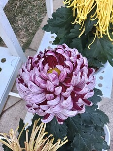 粉紫色菊花绽放