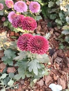 艳丽多彩的绽放菊花