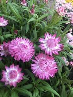 美丽绽放的粉色花朵