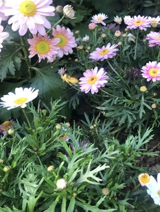 美丽雏菊绽放于草丛间