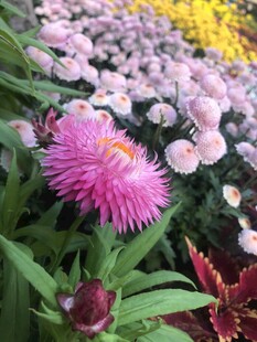 多彩花卉绽放美丽景致