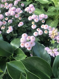 粉色小花与绿叶的景致