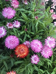 多彩矢车菊绽放