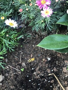 多彩花卉绽于绿叶间