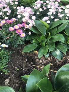 多彩花卉与绿叶